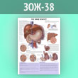 Плакат «Что такое гепатит?» (ЗОЖ-38, ламинированная бумага, А2, 1 лист)